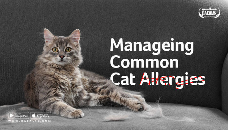 Managing Common Cat Allergies